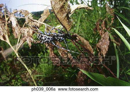 Black and blue spotted beetle on dried leaves and branches View Large Photo Image Stock Image - Black and blue spotted beetle on dried leaves and branches. Fotosearch