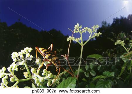 Black and yellow beetle on flower buds, close up View Large Photo Image Stock Image - Black and yellow beetle on flower buds, close up. Fotosearch
