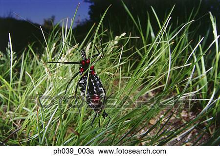 Bug on flower head, close up View Large Photo Image Stock Image - Bug on flower head, close up. Fotosearch