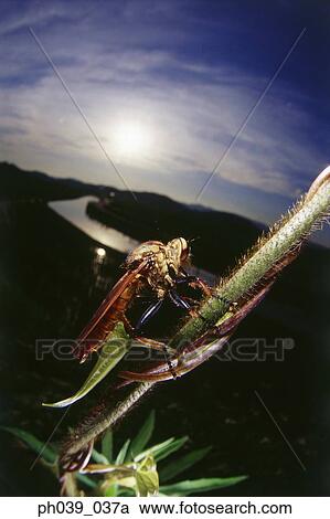 Bug on stem, close up View Large Photo Image Stock Image - Bug on stem, close up. Fotosearch