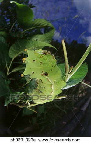 Caterpillar on leaves, close up View Large Photo Image Stock Image - Caterpillar on leaves, close up. Fotosearch