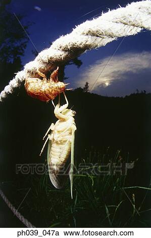 Cicada and nymph, close up View Large Photo Image Stock Image - Cicada and nymph, close up. Fotosearch