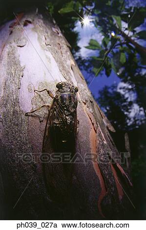 Close-up of a cicada camouflaged on a tree trunk View Large Photo Image Stock Image - Close-up of a cicada camouflaged on a tree trunk. Fotosearch