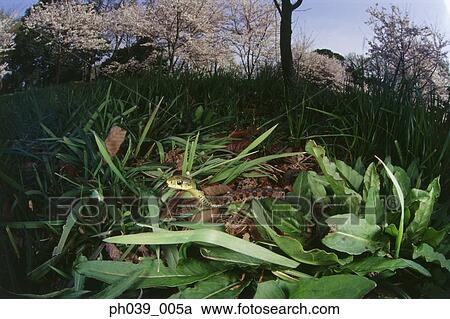 Fisheye view of common garter snake in grass View Large Photo Image Stock Image - Fisheye view of common garter snake in grass. Fotosearch