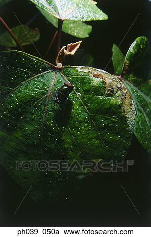 Fly on leaf, close-up View Large Photo Image Stock Image - Fly on leaf, close-up . Fotosearch