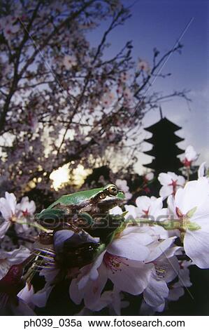 Stock Image - Frog on cherry blossoms, close up. Fotosearch