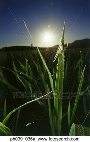Stock Image - Garden spider on web at sunrise, close up. Fotosearch