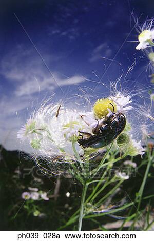 Stock Image - Green beetle on flower, close up. Fotosearch