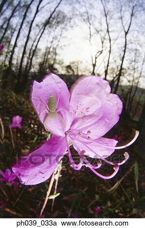 Green spider on pink flower, close up View Large Photo Image Stock Image - Green spider on pink flower, close up. Fotosearch