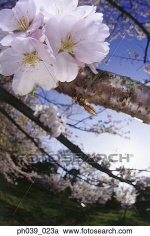 Stock Image - Insect approaching cherry blossoms, close up. Fotosearch