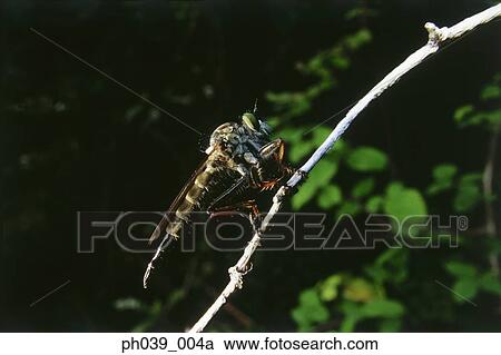 Stock Image - Insect on branch, close up. Fotosearch