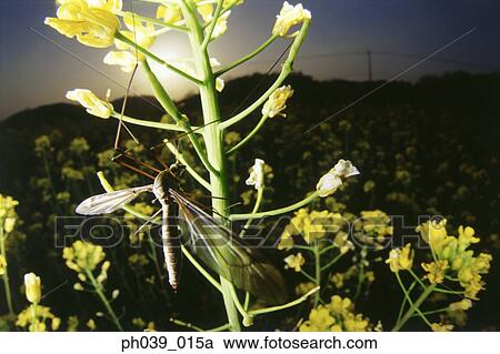 Insect on stem at sunset, close up View Large Photo Image Stock Image - Insect on stem at sunset, close up. Fotosearch