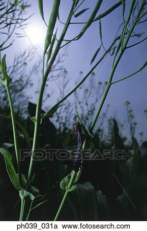 Insect on stem, close up View Large Photo Image Stock Image - Insect on stem, close up. Fotosearch
