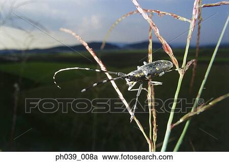 Longhorn beetle on stems, close up View Large Photo Image Stock Image - Longhorn beetle on stems, close up. Fotosearch