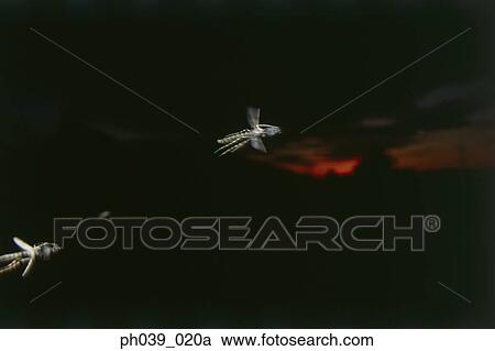 Stock Image - Mosquitoes in flight at night, close up. Fotosearch