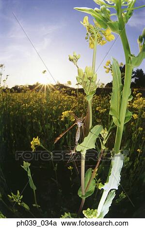 Mosquitoes mating, close up View Large Photo Image Stock Image - Mosquitoes mating, close up. Fotosearch