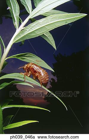 Stock Image - Nymph of cicada on leaf, close up. Fotosearch