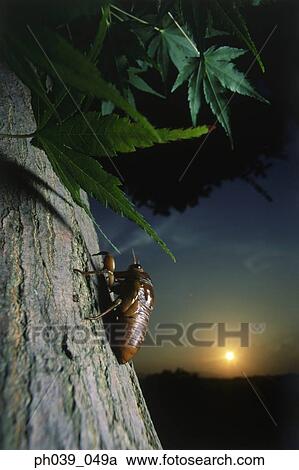 Nymph of cicada on tree trunk, close up View Large Photo Image Stock Image - Nymph of cicada on tree trunk, close up. Fotosearch