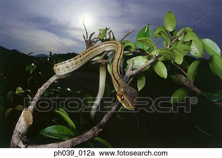 Stock Image - Snake slithers through the tree branches. . Fotosearch