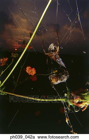 Stock Image - Spider consuming bee on web, close-up. Fotosearch