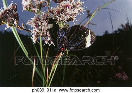 Spider consuming butterfly, close-up View Large Photo Image Stock Image - Spider consuming butterfly, close-up. Fotosearch