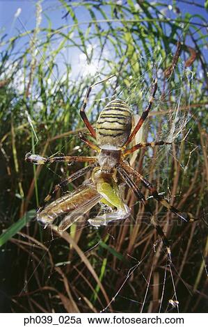 Spider consuming grasshopper, close-up View Large Photo Image Stock Image - Spider consuming grasshopper, close-up. Fotosearch