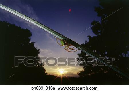 Spider on a blade of grass at sunset, close up View Large Photo Image Stock Image - Spider on a blade of grass at sunset, close up. Fotosearch