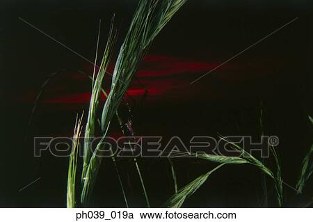 Spider on grass stalk at night, close up View Large Photo Image Stock Image - Spider on grass stalk at night, close up. Fotosearch