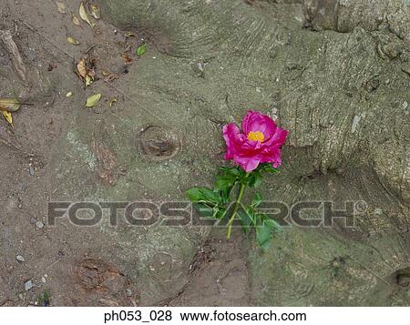 Stock Photo - A stalk of flower on tree trunk. Fotosearch
