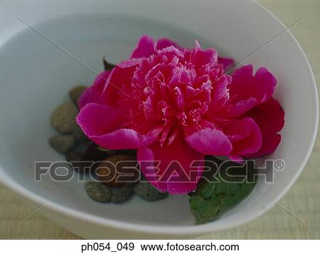 Flower and pebbles in white bowl View Large Photo Image Stock Photo - Flower and pebbles in white bowl. Fotosearch