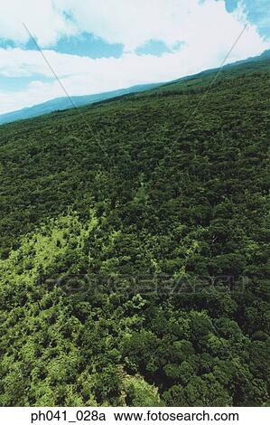 Aerial scenic of green forests, Maui, Hawaii View Large Photo Image Stock Image - Aerial scenic of green forests, Maui, Hawaii. Fotosearch