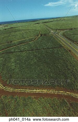 Roads through crop, Maui, Hawaii View Large Photo Image Stock Image - Roads through crop, Maui, Hawaii. Fotosearch