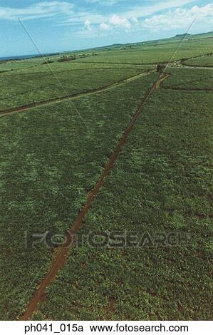Roads through crop, Maui, Hawaii View Large Photo Image Stock Image - Roads through crop, Maui, Hawaii. Fotosearch