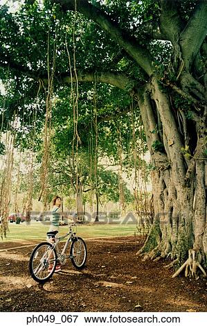 Woman with bicycle, looking at old growth tree View Large Photo Image Stock Photo - Woman with bicycle, looking at old growth tree. Fotosearch