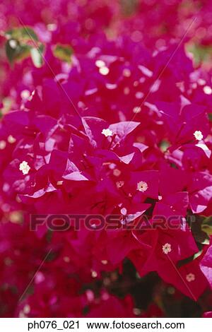 Bougainvillea flowers, full frame View Large Photo Image Stock Image - Bougainvillea flowers, full frame. Fotosearch