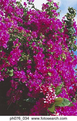 Picture - Bougainvillea flowers. Fotosearch