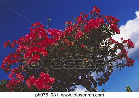 Bougainvillea flowers View Large Photo Image Stock Image - Bougainvillea flowers. Fotosearch