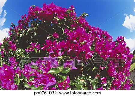 Stock Image - Bougainvillea flowers. Fotosearch