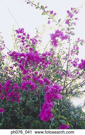 Bougainvillea flowers View Large Photo Image Stock Image - Bougainvillea flowers. Fotosearch