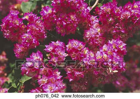 Stock Image - Bougainvillea flowers. Fotosearch