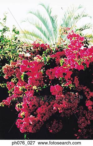 Stock Photo - Bougainvillea flowers. Fotosearch