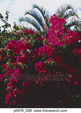 Stock Photo - Bougainvillea flowers. Fotosearch