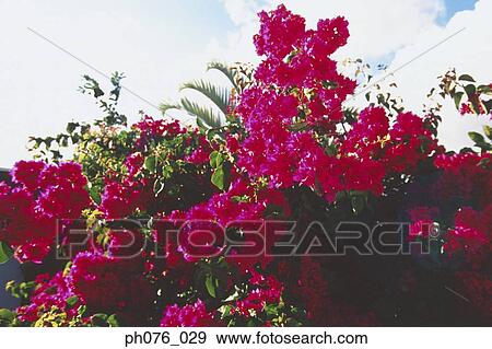 Bougainvillea flowers View Large Photo Image Stock Photo - Bougainvillea flowers. Fotosearch
