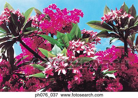 Bougainvillea flowers View Large Photo Image Stock Photo - Bougainvillea flowers. Fotosearch