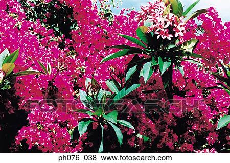 Bougainvillea flowers View Large Photo Image Stock Photo - Bougainvillea flowers. Fotosearch