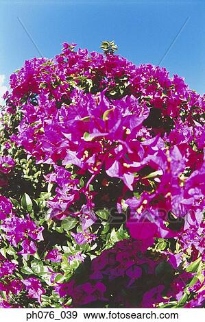 Bougainvillea flowers View Large Photo Image Stock Photo - Bougainvillea flowers. Fotosearch