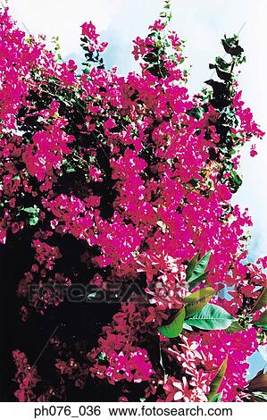 Bougainvillea flowers View Large Photo Image Stock Photograph - Bougainvillea flowers. Fotosearch