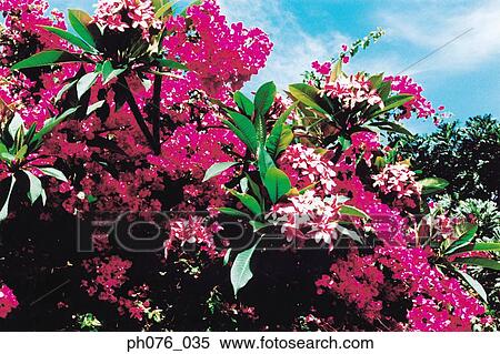 Bougainvillea flowers View Large Photo Image Stock Photography - Bougainvillea flowers. Fotosearch