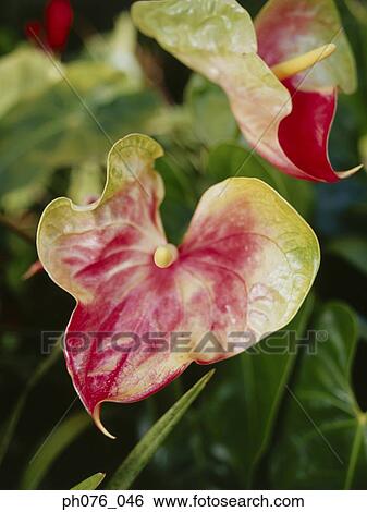 Stock Photograph - Close-Up of Anthurium Flower . Fotosearch