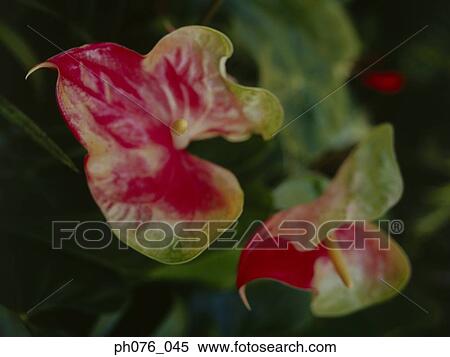 Close-Up of Anthurium Flower View Large Photo Image Stock Photography - Close-Up of Anthurium Flower . Fotosearch